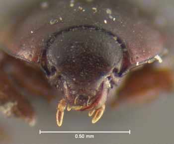 Media type: image;   Entomology 25571 Aspect: head frontal view